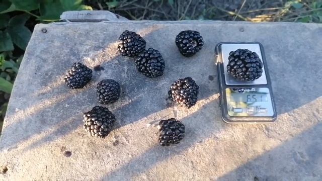 Обзор сортов ежевики /Чёрная Магия/Осейдж/Прайм Арк Фридом/Найтчез смотреть онлайн
