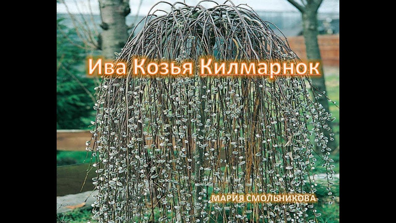 Ива Козья Килмарнок на штамбе. смотреть онлайн