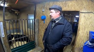 ДОМАШНЕЕ СОДЕРЖАНИЕ СВИНЕЙ или КАК МЫ ЗАНЯЛИСЬ СВИНОВОДСТВОМ