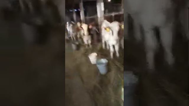 Бычки на продажу помесные с симменталом