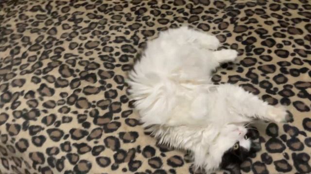 Котики спят по парам Мальвинка красавица смотреть онлайн