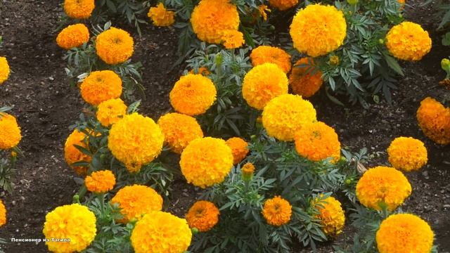 Знойное лето 2023, Нижний Тагил.