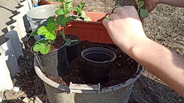 Клубника Альба, Клери,Азия и Кабрилло смотреть онлайн