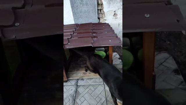 Будка из поддонов смотреть онлайн