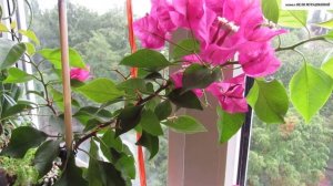 БУГЕНВИЛЛЕЯ.  Как УЛУЧШИТЬ  ЦВЕТЕНИЕ и сформировать КОМПАКТНОЕ и КРАСИВОЕ  РАСТЕНИЕ.