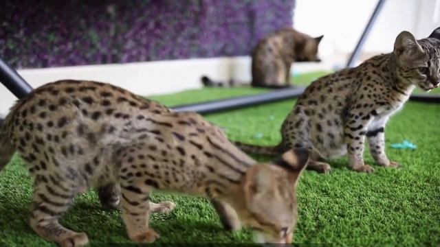Ashera cat, Most expensive cats on the world смотреть онлайн