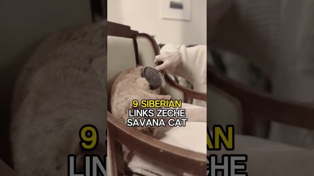 🐾12 Exotic Cat Breeds Legal as Pets in USA 🇺🇸 #Short #catlovers #catfacts #cuteness #cats смотреть онлайн