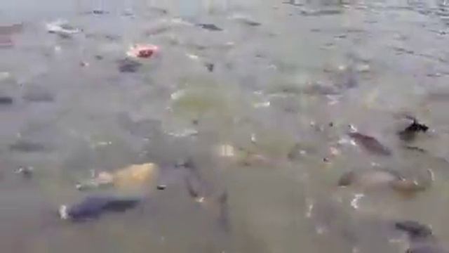 Сколько рыб один...два...три...четыре...короче не знаю смотреть онлайн