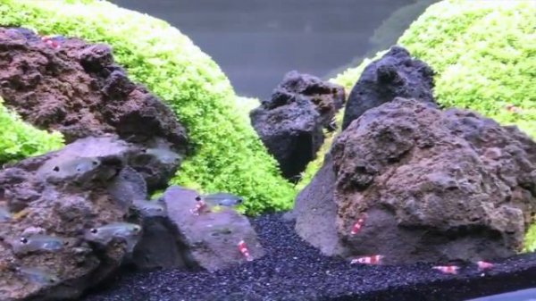 ADG (США) - короли аквадизайна и акваскейпинга, 6-я серия