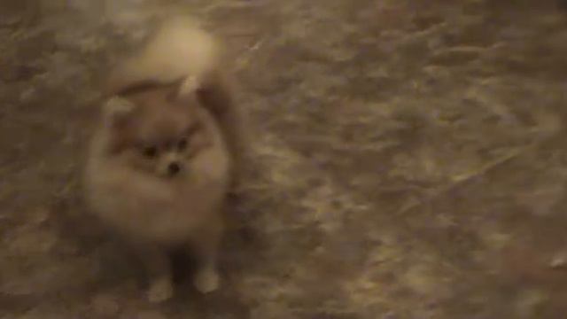 Маечка и Билли 6,5 месяцев смотреть онлайн