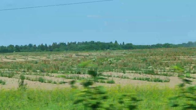 Молодые сады у озера Врево смотреть онлайн