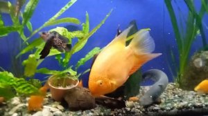 Совместимость цихлиды с другими видами рыбы. Кормление...