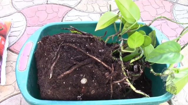 ЛИСТЬЯ РАСТЕНИЯ ЖЕЛТЕЮТ! Что делать? смотреть онлайн