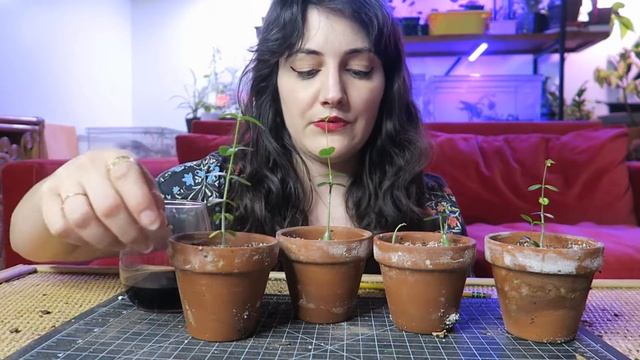Fockea edulis seedling care & update! смотреть онлайн