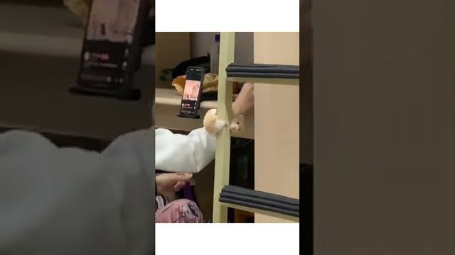 НАСМОТРЕЛСЯ ТОМ и ДЖЕРРИ | теперь и сам умеет