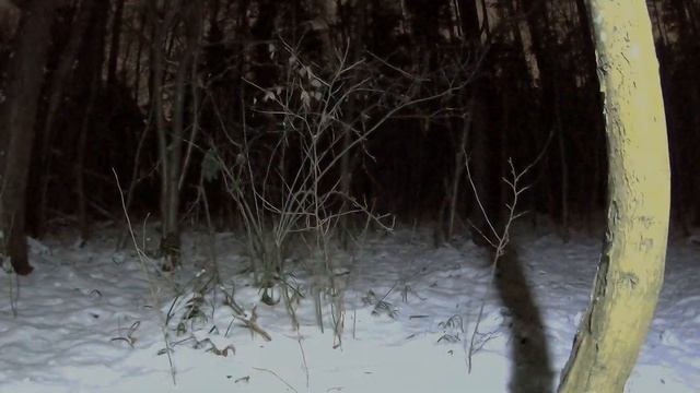 Парк Кузьминки - Люблино, кормлю дикого Лиса. смотреть онлайн