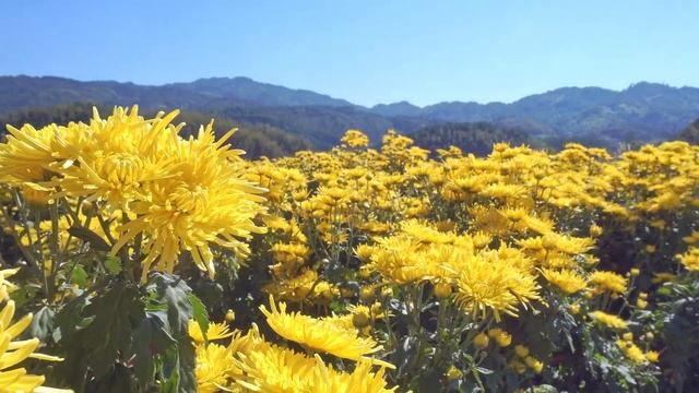 Спокойная Музыка Для Снятия Стресса - Релакс музыка - Христианское мелодии смотреть онлайн