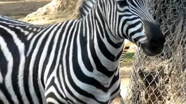 Zebra at Zoo смотреть онлайн