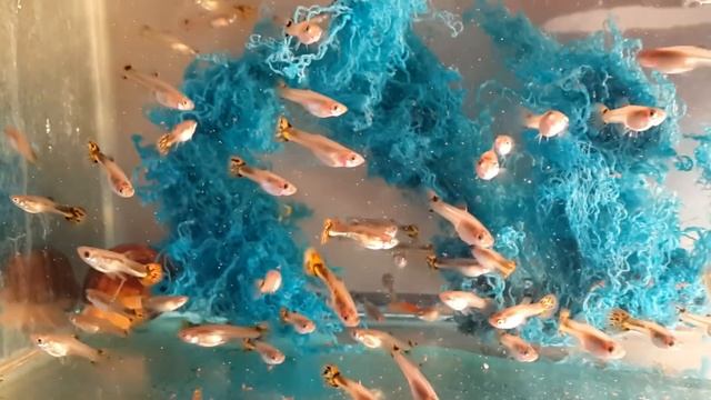 гуппи, Poecilia reticulata, красивые рыбки, как их содержать, что нужно смотреть онлайн