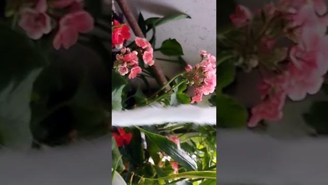 Лайфхак гулларга сув куядиган уз кулларимиз билан смотреть онлайн