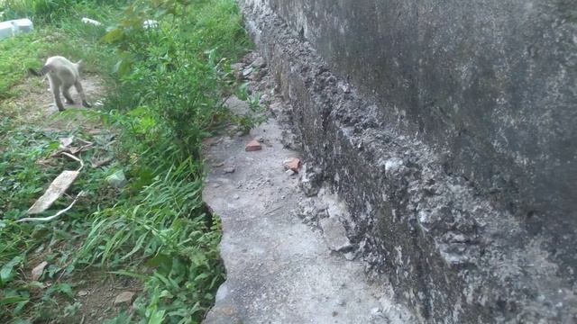 Cute Kitten Videos (p14)