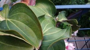 Цветет мединилла