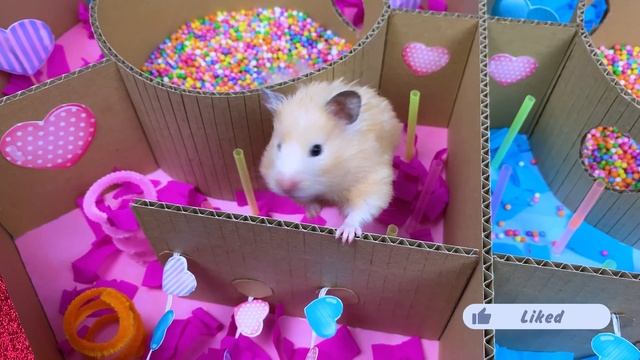Hamsters in Heart-shaped Maze | Hamsters Race смотреть онлайн