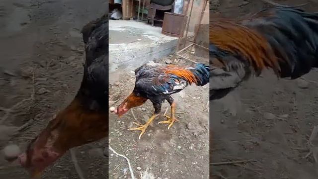 Shamo rooster Ко Шамо петух #chicken #tovuqlar #куры #товук #дакан смотреть онлайн