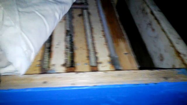 23 февраля у пчёл. Зимовка бакфаст в Подмосковье. Кормить или не кормить пчёл. смотреть онлайн