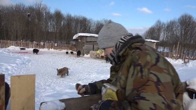 Куда пропали курицы!!!??? ФерМа с нуля №23 смотреть онлайн