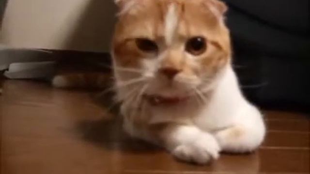 Барбузяка, белый котик облизывается