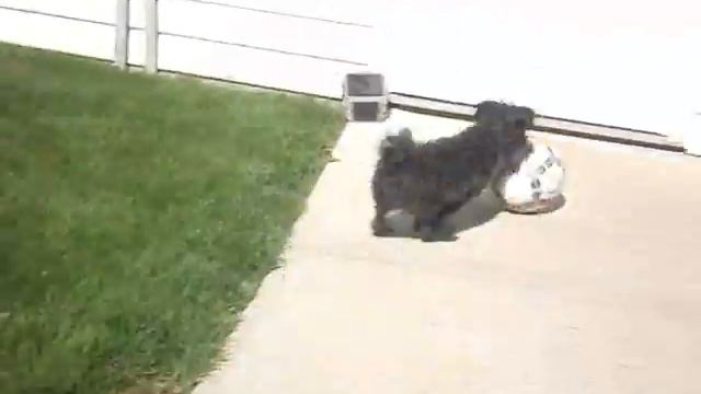 the life of bear смотреть онлайн
