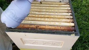 Объединение пчелосемей на МЕДОСБОР ! Как просто объединить две семьи пчёл перед главным медосбором