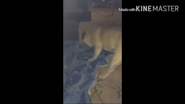 Мопс Игрек - аж глаза светятся! смотреть онлайн