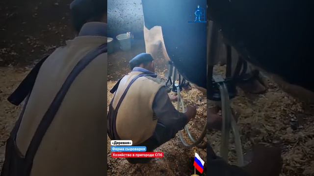 Ферма - сыроварня «Деревня» в пригороде Петербурга. смотреть онлайн