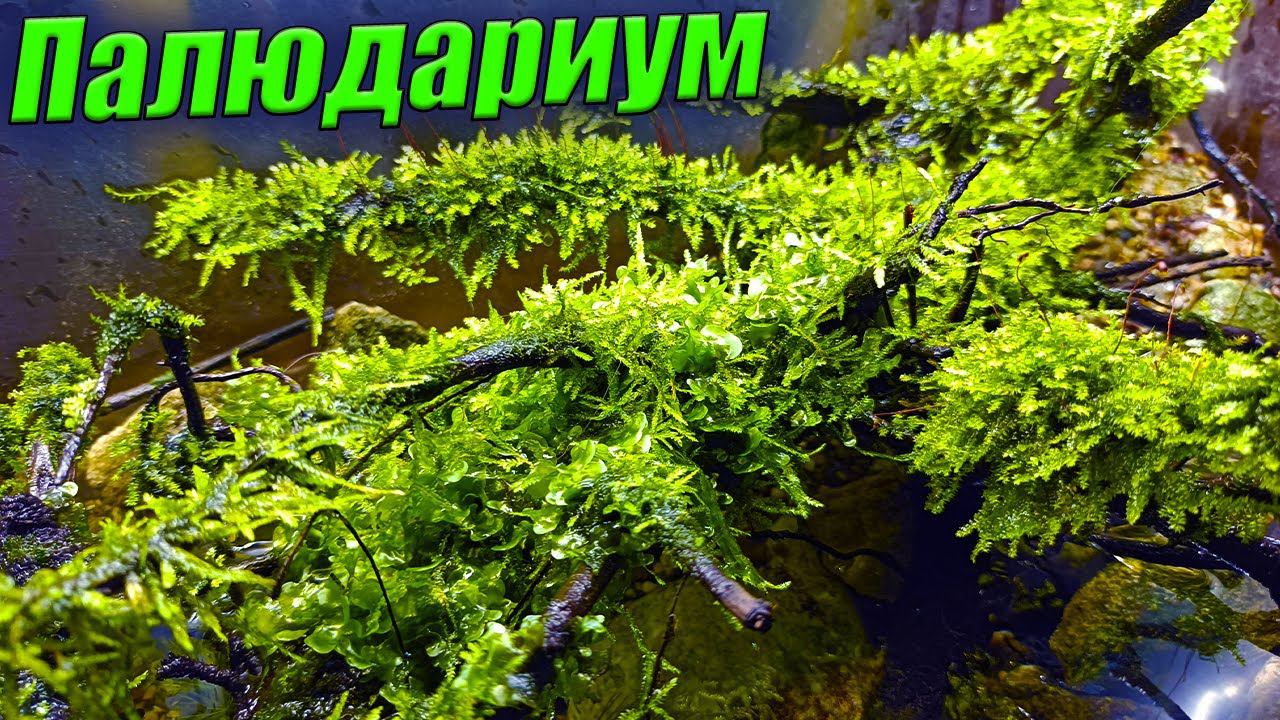 Палюдариум с речными рыбками [Ротаны в аквариуме] смотреть онлайн