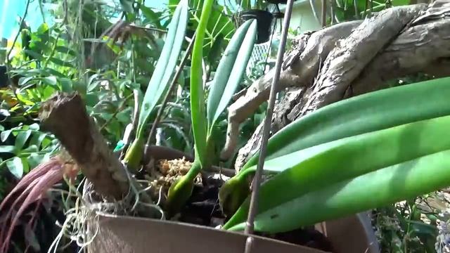 РАДУГА, ЦВЕТЕНИЕ ОРХИДЕЙ Bulbophyllum rothschildianum, bulb. Elizabeth Ann Buckleberry смотреть онлайн