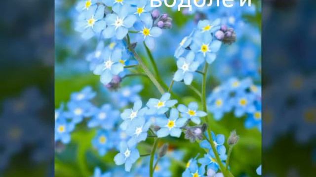 Какой ты цветок по знаку зодиака смотреть онлайн