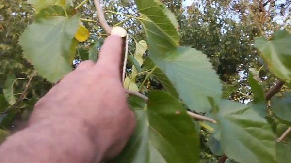 Формирующая обрезка молодой шелковицы в виде куста