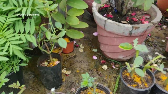 मरते हुए पौधे को बचा सकती है हल्दी जानें कैसे | Use Turmeric in the Garden and See What Happens!! смотреть онлайн