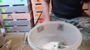 Триходерма. Борьба с гибелью червя. Часть 1.