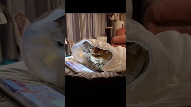 — Давай еще серию? — Давай, но потом точно спать! смотреть онлайн