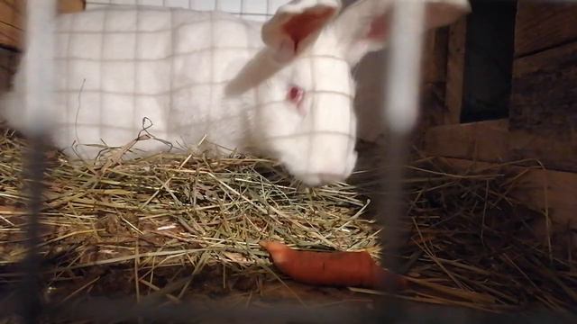 Мое небольшое хозяйство. Расширяем вольер для индоуток. Новости в крольчатнике. смотреть онлайн