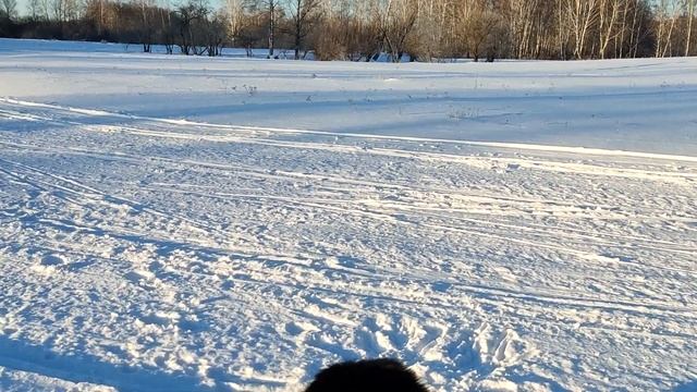 Канадский волк гибрид Следы дикой козы, лисицы Canadian wolf hybrid Traces of a wild goat, fox смотреть онлайн