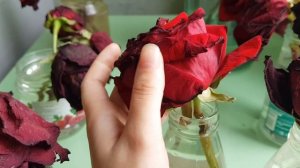 КАК РЕАНИМИРОВАТЬ СРЕЗАННЫЕ РОЗЫ ИЗ МАГАЗИНА В ДОМАШНИХ УСЛОВИЯХ / НЕ ВЫБРАСЫВАЙТЕ БУКЕТ! ?