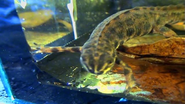 Обыкновенный тритон 4 Первый