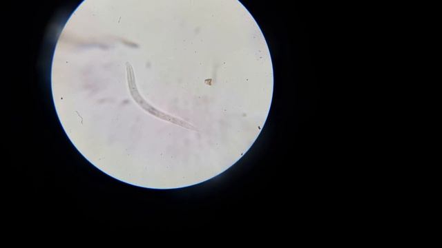 ОСТОРОЖНО! Зараженный нематодой грунт в магазинах. смотреть онлайн