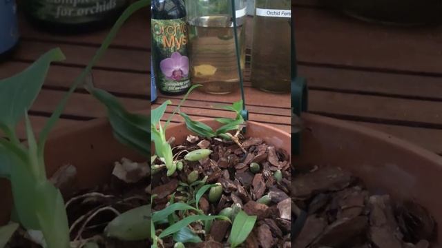Coelogyne fimbriata смотреть онлайн