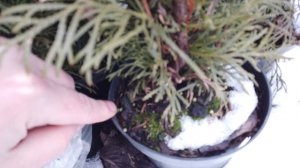 Вырастить ТУЮ зимой. В горшке и на улице КРУГЛЫЙ ГОД.