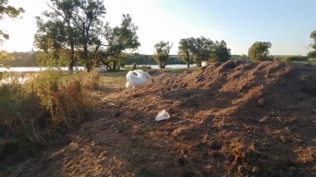 Лебеди идут с обеда. Лебединое семейство. Как ходят лебеди. смотреть онлайн